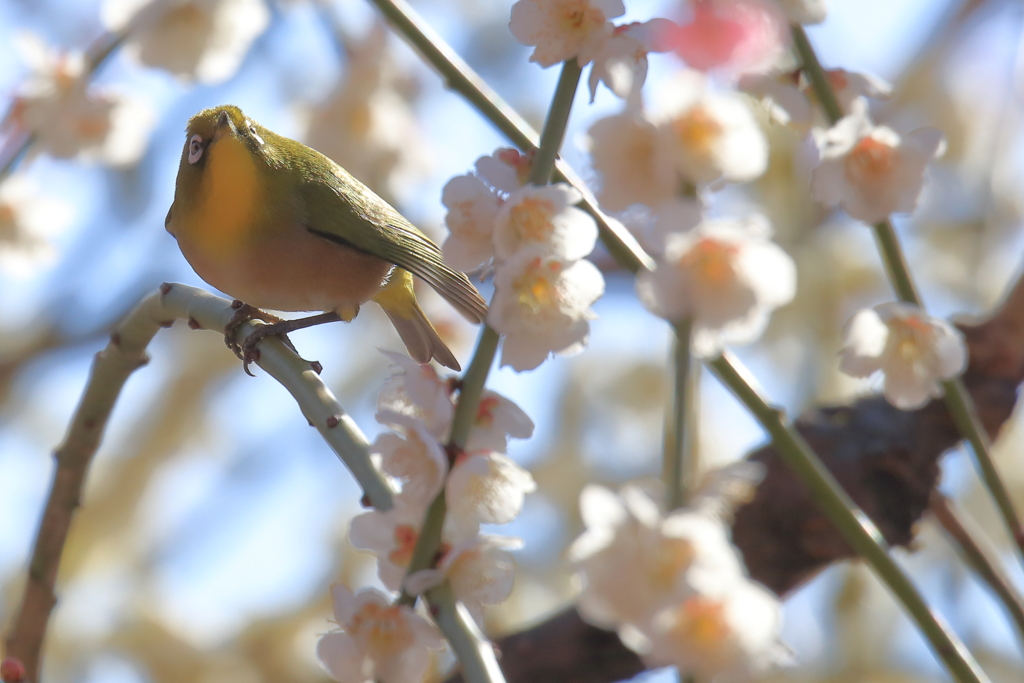 上を向いて