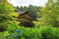 紫陽花の寺