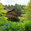 紫陽花の寺