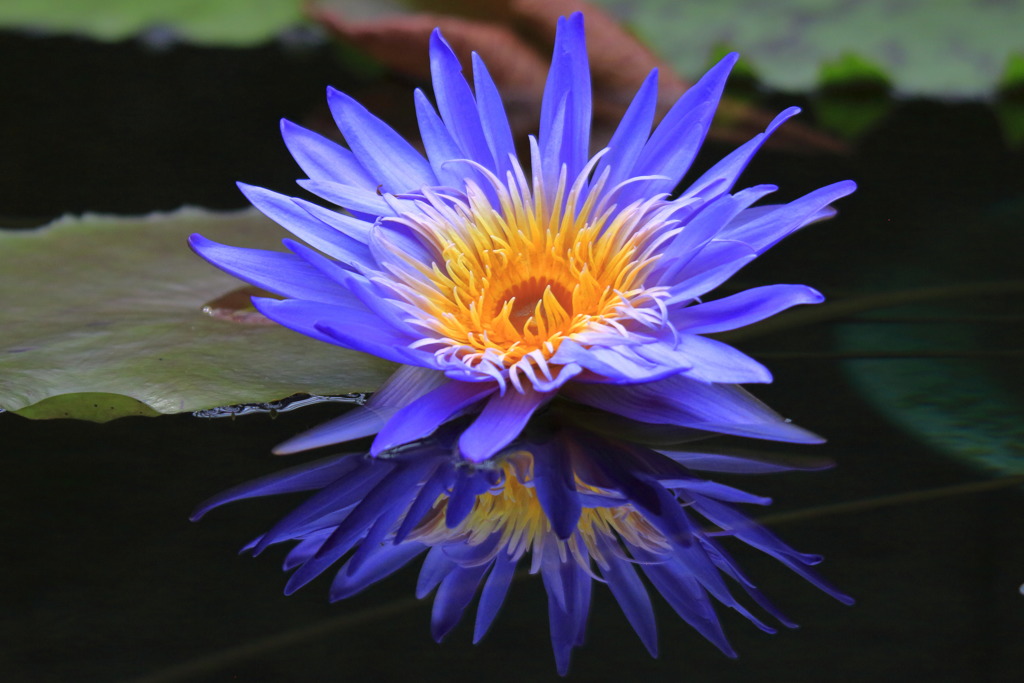 Water lily