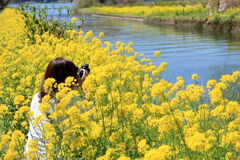 菜の花❀すないぱぁ