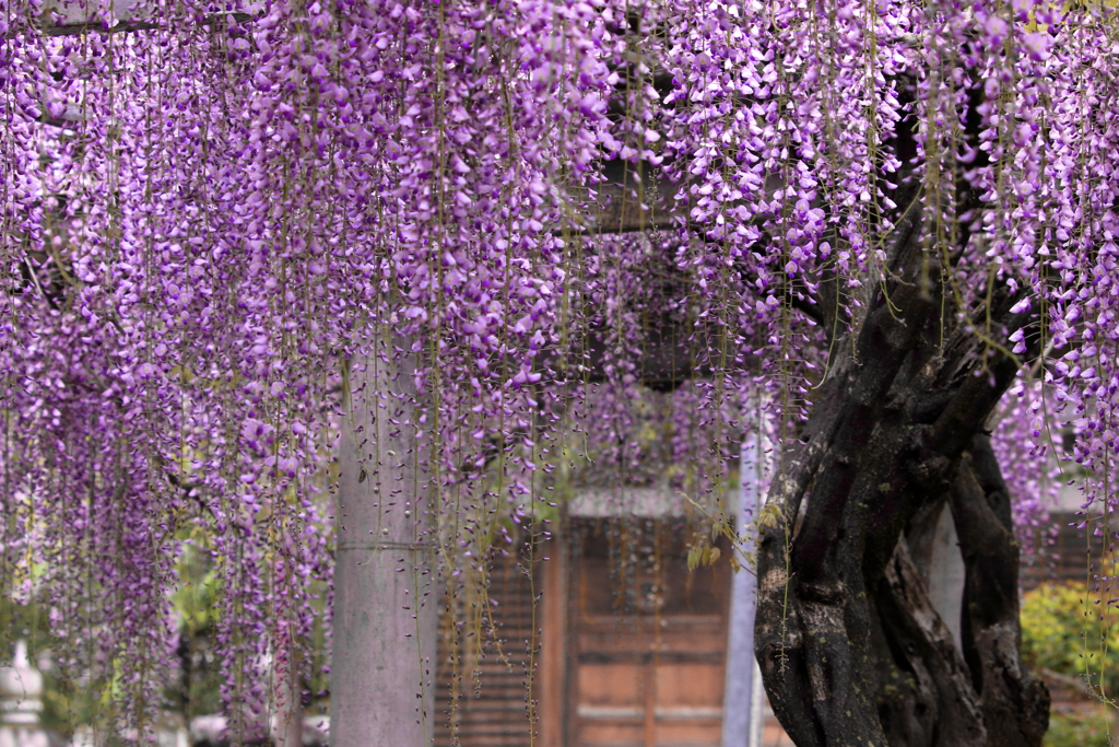 八幡神社本殿と紫藤樹
