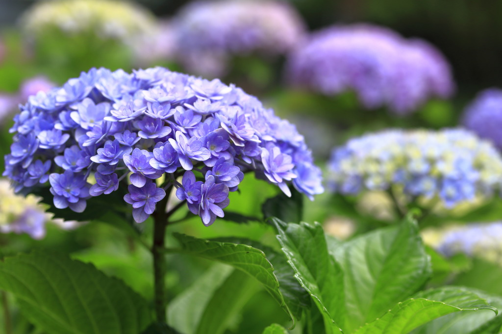 紫陽花の季節～Blue purple