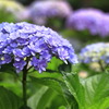 紫陽花の季節～Blue purple