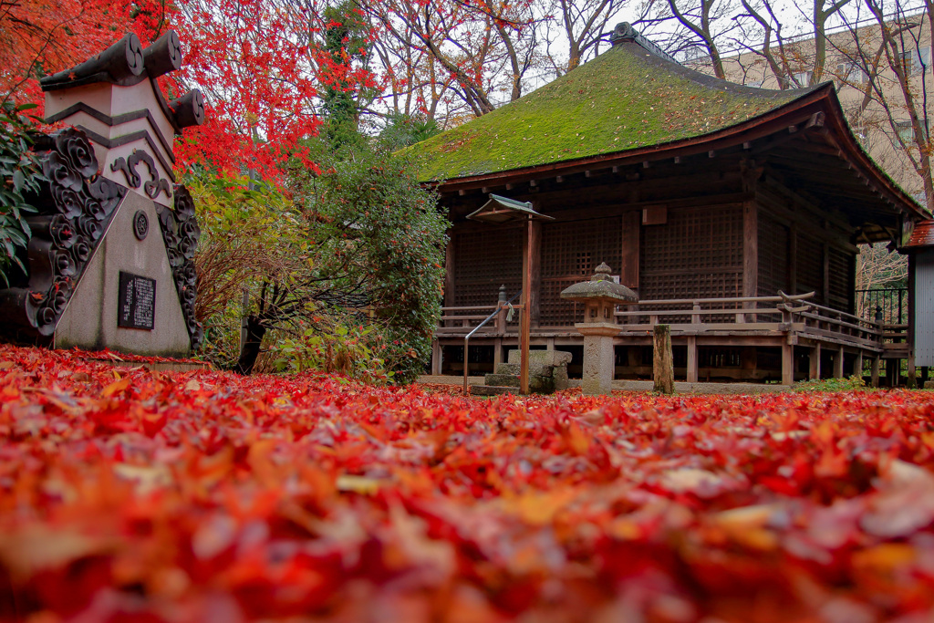 紅葉の芙蓉の寺②