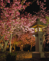 灯籠と八重桜