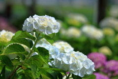 白～紫陽花