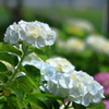 白～紫陽花