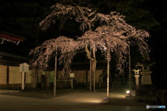 夜桜