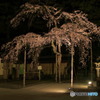 夜桜
