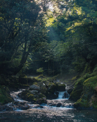 朝の芹川渓流