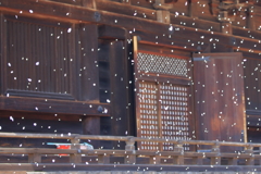 サクラ舞い散る三井寺で