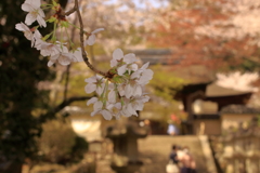 春色の寺