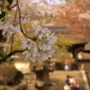 春色の寺
