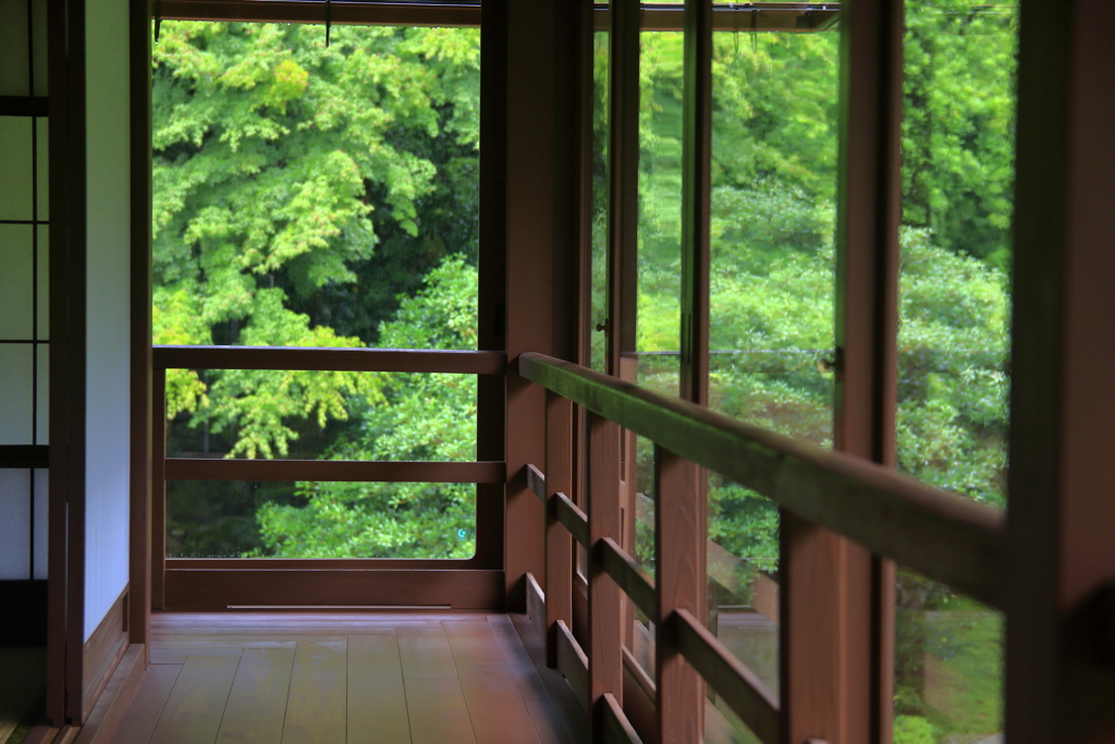 雨の中の緑