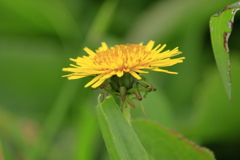 季節外れの花一凛