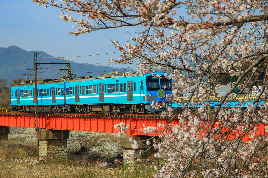 桜ガチャコン①