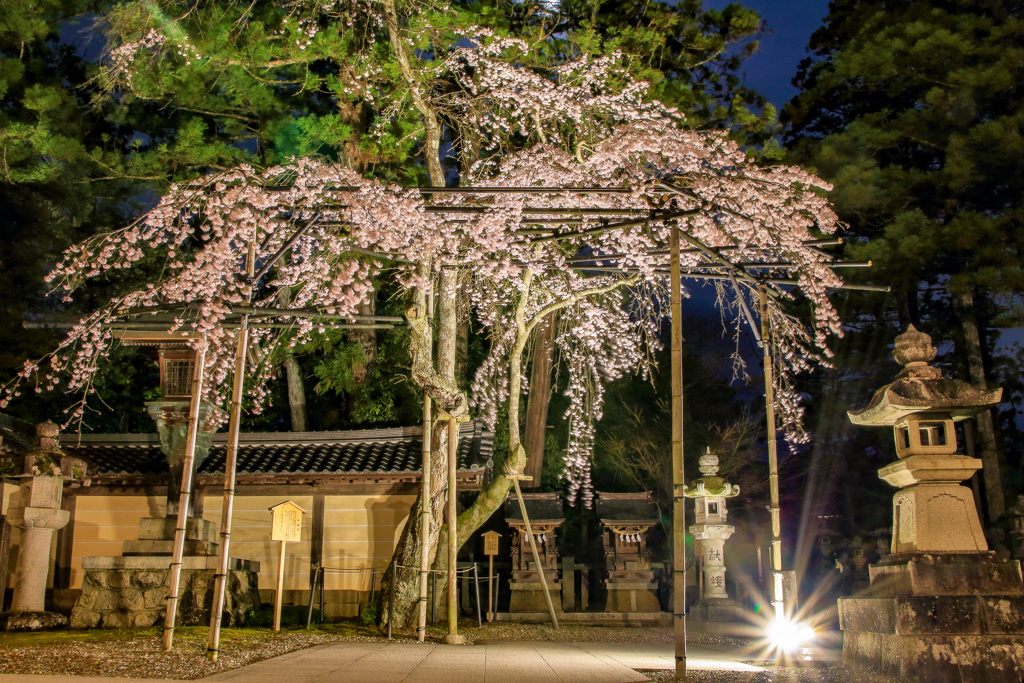 しだれ桜のライトアップ④