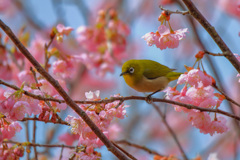 桜花を謳歌。花目白