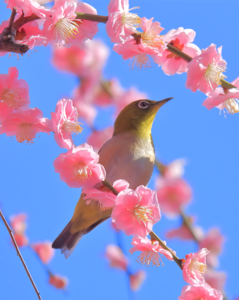 上を向いて