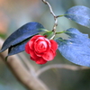 HINOMARU