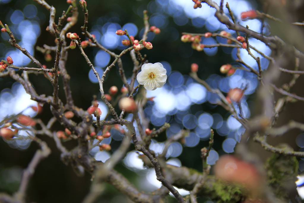 一人、春を待つ②