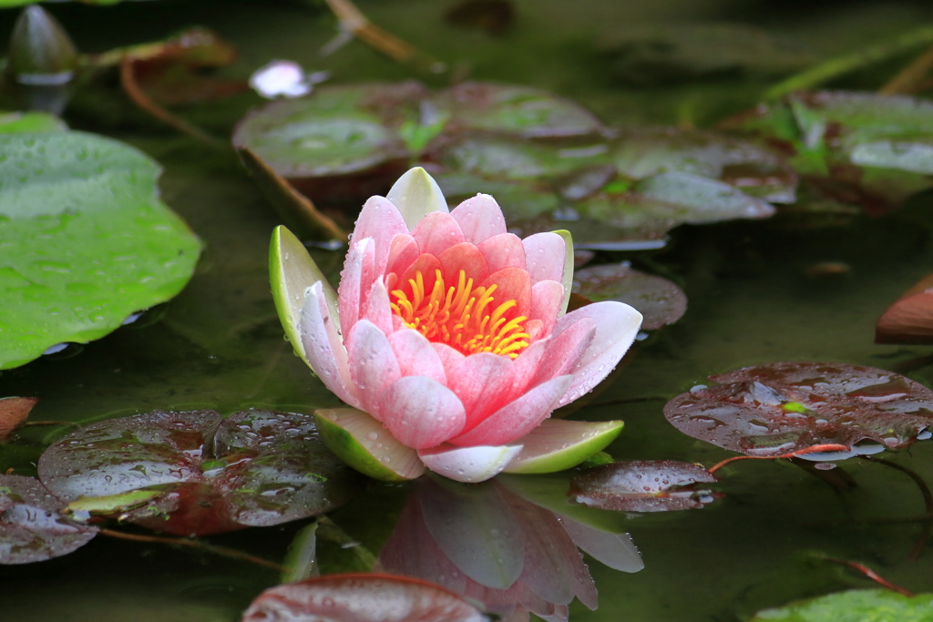 名勝庭園の彩り