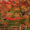 もみじ橋