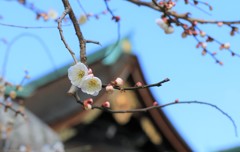君の「サクラサク」まで待ってます。