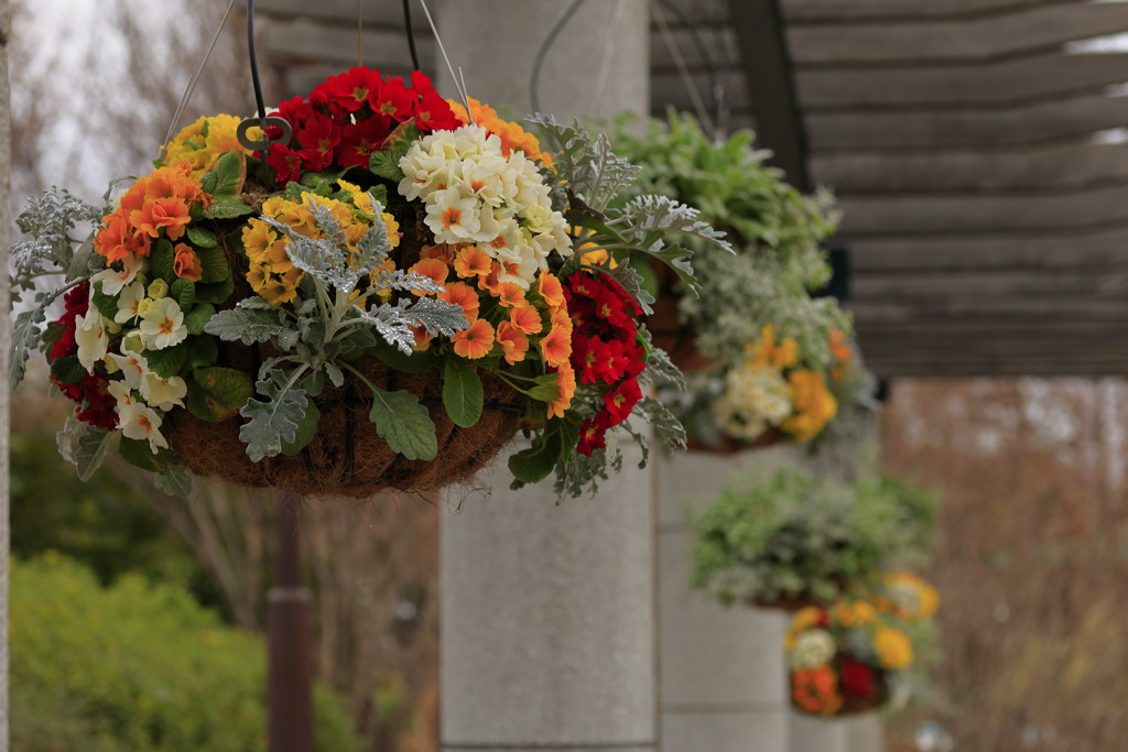 hanging basket