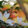 紅葉を撮りに