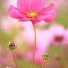 秋桜