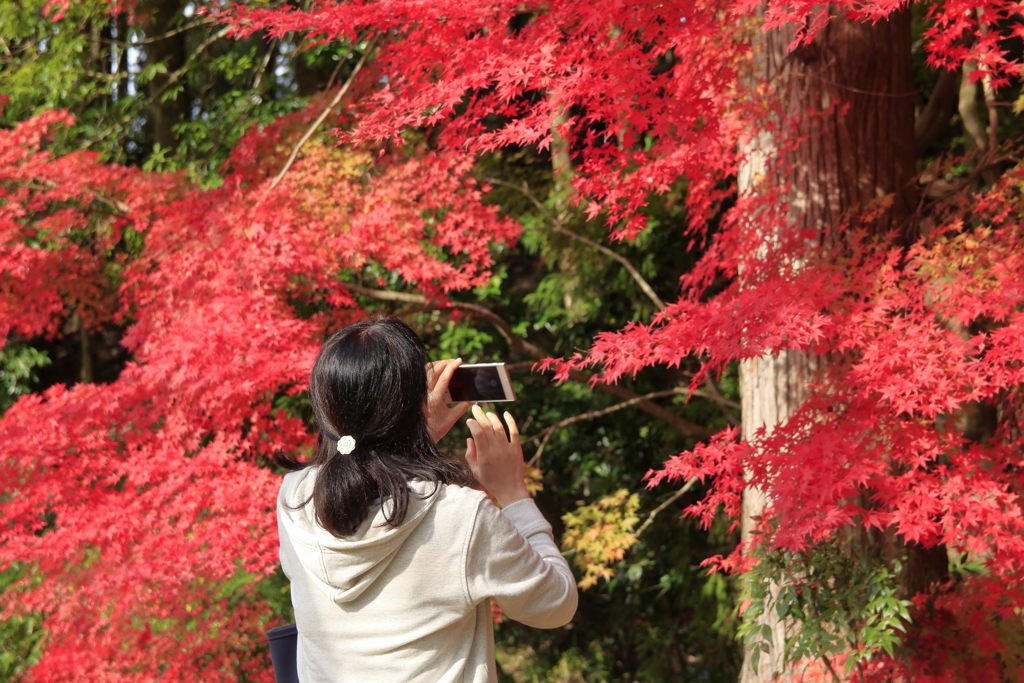 華紅葉～ええの撮れました？