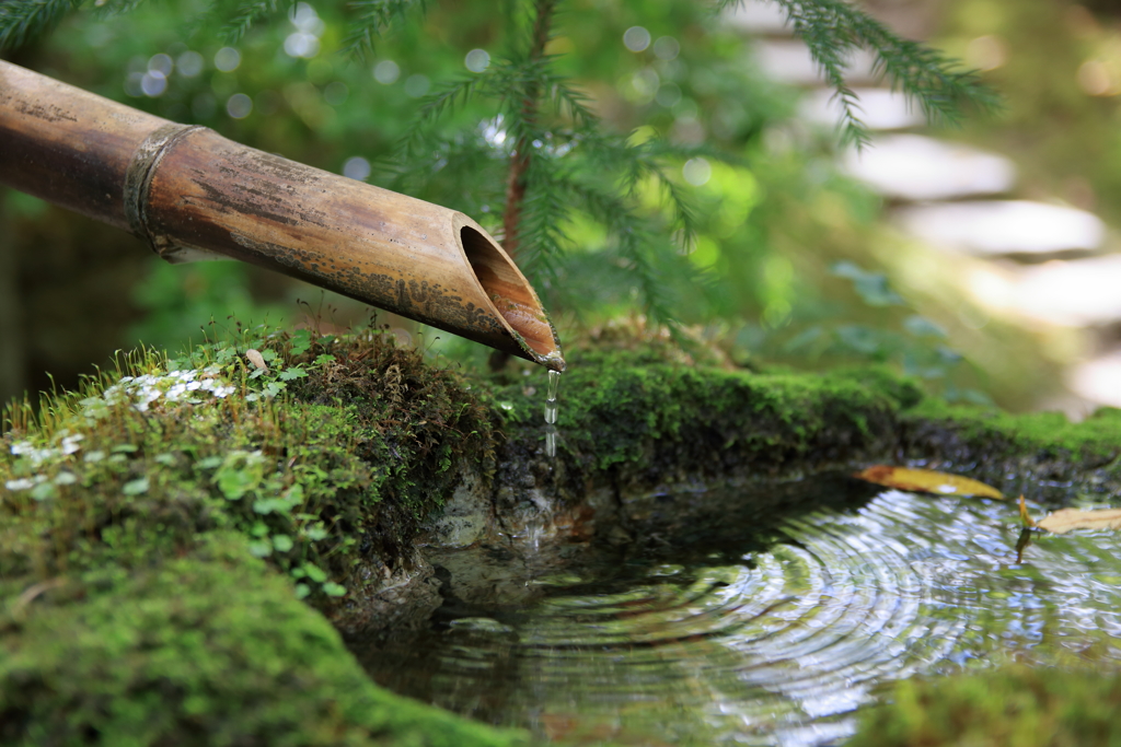 宝泉院の手水鉢②