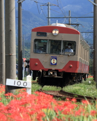 彼岸花路線