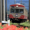 彼岸花路線