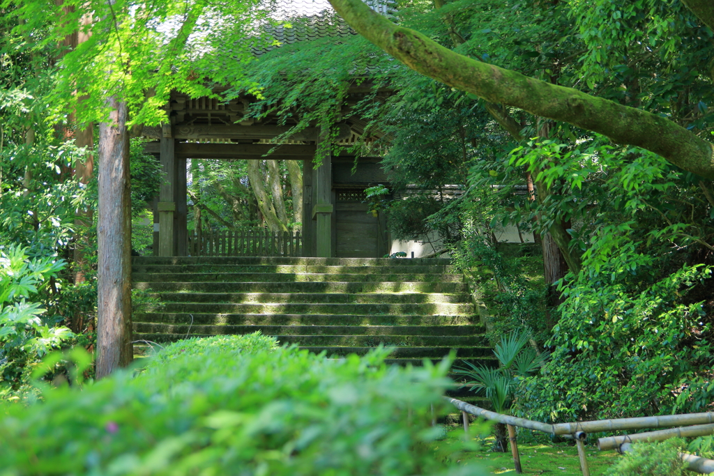 新緑の山門