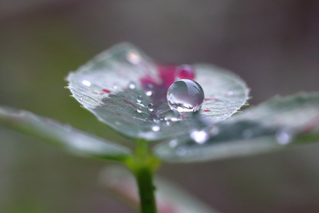 M's drops 11～雨の土曜の朝に