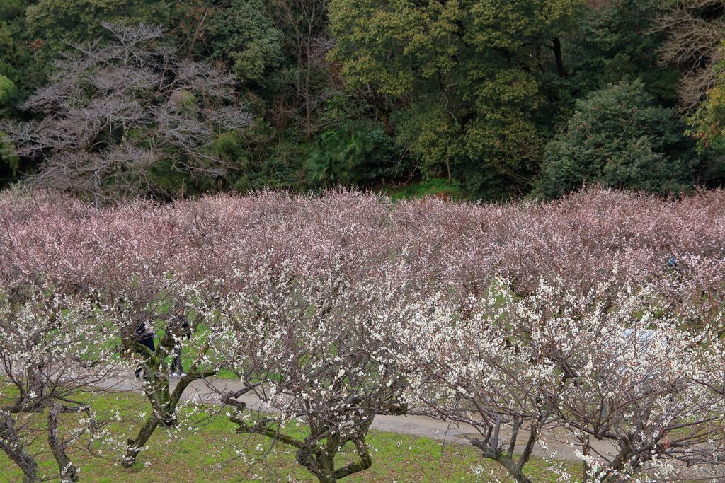 Plum garden