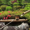 Fresh green Japanese garden