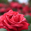THE BLUE HEARTS～情熱の薔薇