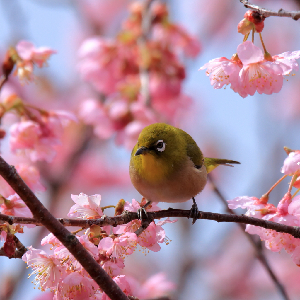まんまるジロー