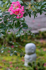 百日紅の花