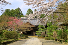 春の明寿院