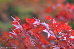 真紅の紅葉