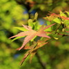 血染めの紅葉、準備中②