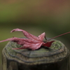 残紅葉～置いたでしょー