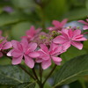 紫陽花の季節～可憐