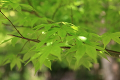 みどりの日の青紅葉