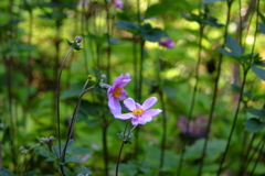 秋明菊